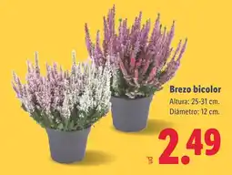 Lidl Brezo bicolor oferta