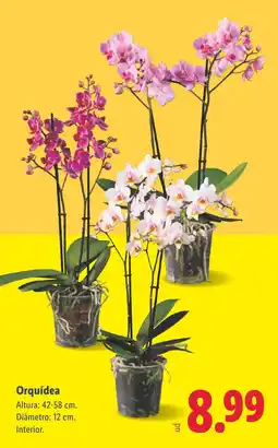 Lidl Orquídea oferta