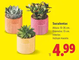 Lidl Suculentas oferta