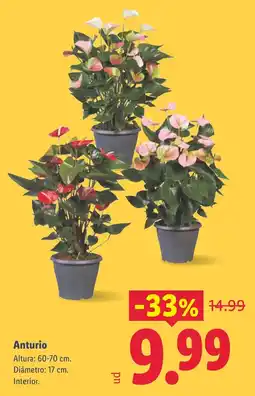 Lidl Anturio oferta