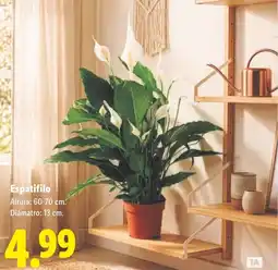 Lidl Espathifilo oferta