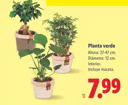 Lidl Planta verde oferta