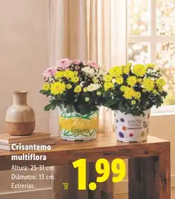 Lidl Crisantemo multiflora oferta
