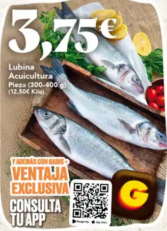 Gadis Lubina Acuicultura oferta