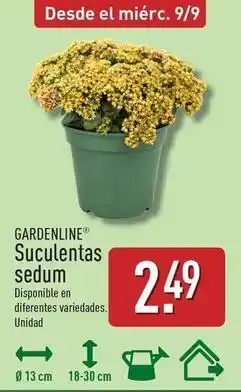 ALDI Gardenline - suculentas sedum oferta