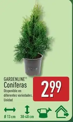 ALDI Gardenline - coniferas oferta