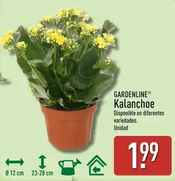 ALDI Gardenline Kalanchoe oferta