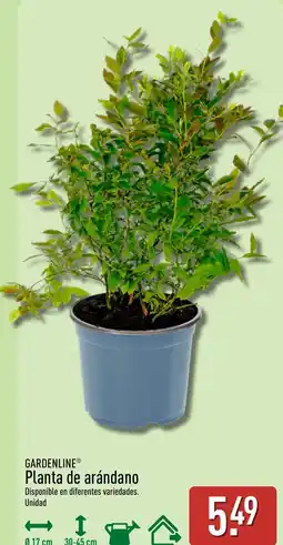 ALDI Gardenline planta de arándano oferta