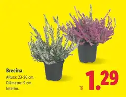 Lidl Brecina oferta