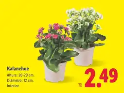 Lidl Kalanchoe oferta