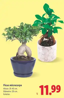 Lidl Ficus microcarpa oferta