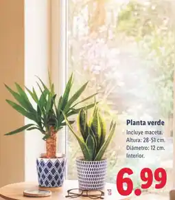 Lidl Planta verde oferta