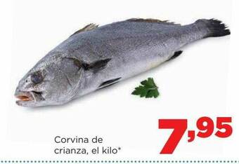 Alimerka Corvina De Crianza oferta