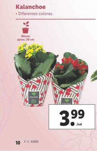 Lidl Kalanchoe oferta