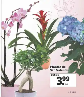 Lidl Plantas De San Valentín oferta