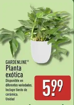 ALDI Gardenline - planta exotica oferta