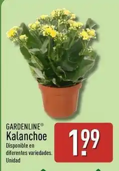 ALDI Gardenline - kalanchoe oferta