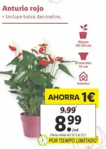 Lidl Anturio rojo oferta