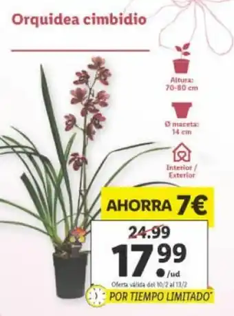 Lidl Orquidea cimbidio oferta