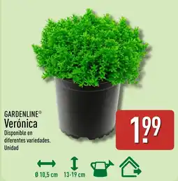 ALDI Gardenline verónica oferta