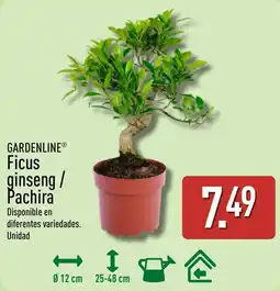 ALDI Gardenline Ficus ginseng / Pachira oferta