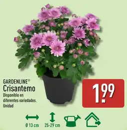 ALDI Gardenline crisantemo oferta