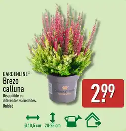 ALDI GARDENLINE Brezo calluna oferta