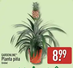ALDI Gardenline planta piña oferta