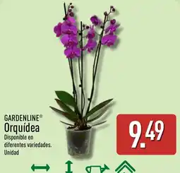 ALDI Gardenline orquídea oferta