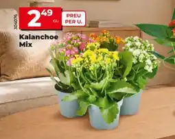Dia Kalanchoe Mix oferta