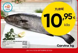 FROIZ Corvina kg oferta