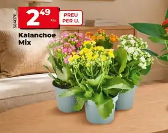 Kalanchoe Mix