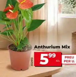 Maxi Dia Anthurium Mix oferta