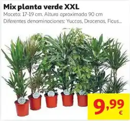 Alcampo Mix planta verde XXL oferta