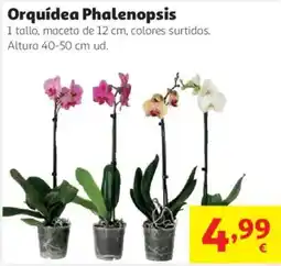 Alcampo Orquidea Phalenopsis oferta
