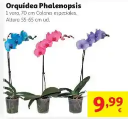 Alcampo Orquídea Phalenopsis oferta