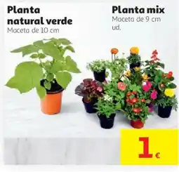 Alcampo Planta natural verde oferta