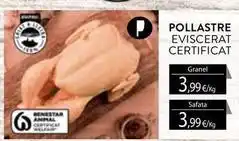 Plusfresc Pollostre eviscerat certificat oferta