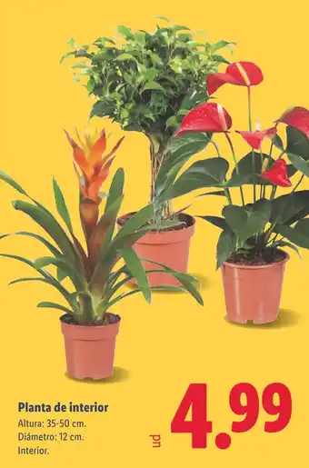 Planta de interior