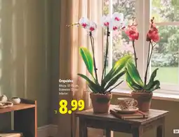 Lidl Orquídea oferta