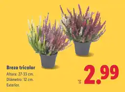Lidl Brezo tricolor oferta
