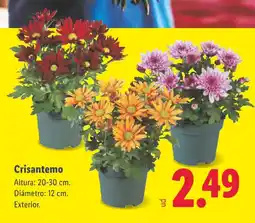 Lidl Crisantemo oferta