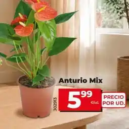 Dia Anturio mix oferta