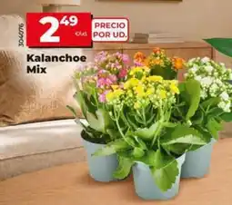 Dia Kalanchoe mix oferta