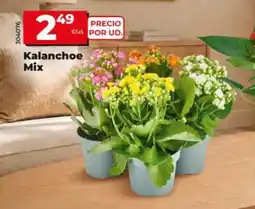 Dia Supermercados Kalanchoe Mix oferta