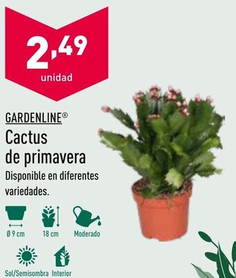 ALDI Gardenline® Cactus de Primavera oferta