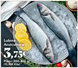 Gadis Lubina Acuicultura oferta