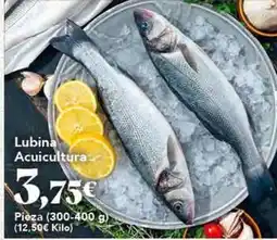 Gadis Lubina acuicultura oferta