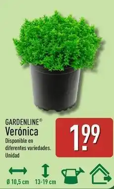 ALDI Gardenline - veronica oferta
