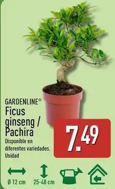 ALDI Gardenline - ficus ginseng / pachira oferta